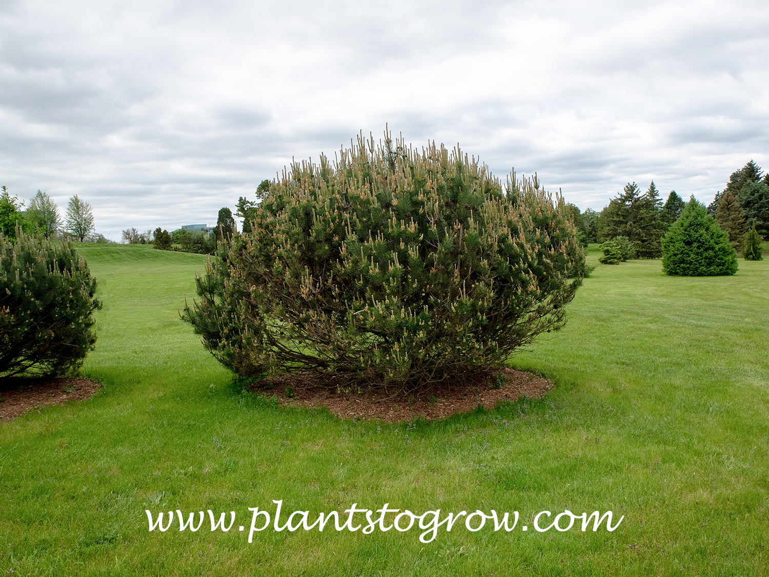 Mountain Pine (Pinus uncinata ssp uninata)